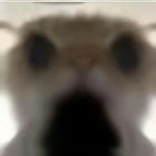 Стикер Cat meme - 2