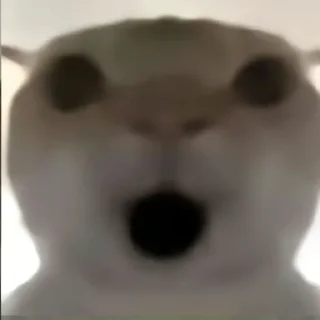 Стикер Cat meme - 3