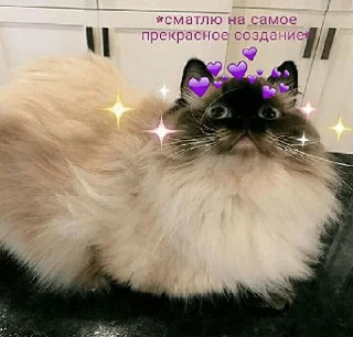 Sticker Кітики - 2