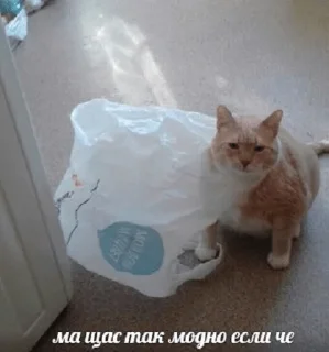 Sticker Кітики - 9