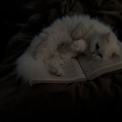 Sticker Cαт @SwanPack - 10