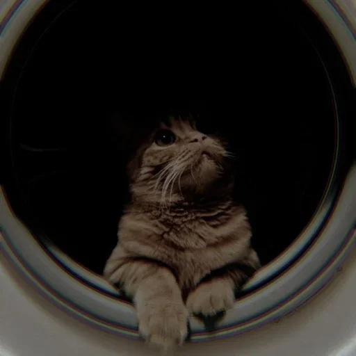 Sticker Cαт @SwanPack - 9