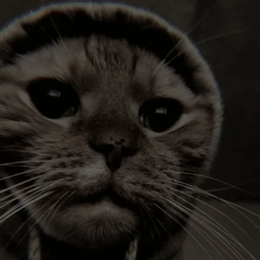 Sticker Cαт @SwanPack - 8