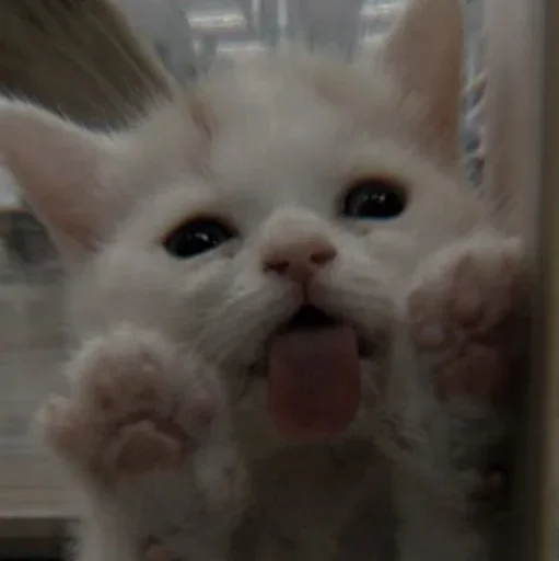 Sticker Cαт @SwanPack - 7