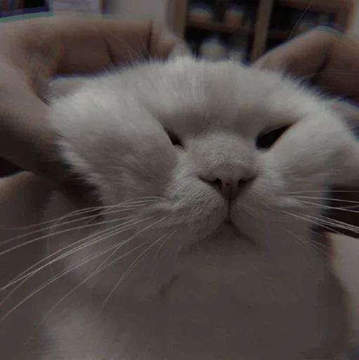 Sticker Cαт @SwanPack - 6