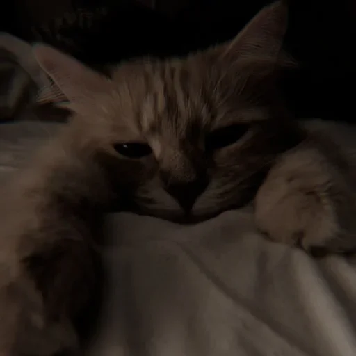 Sticker Cαт @SwanPack - 5