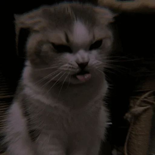 Sticker Cαт @SwanPack - 3