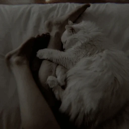 Sticker Cαт @SwanPack - 2