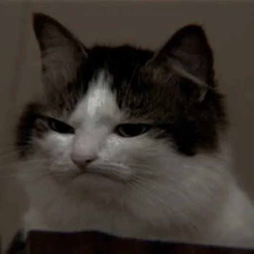 Sticker Cαт @SwanPack - 1