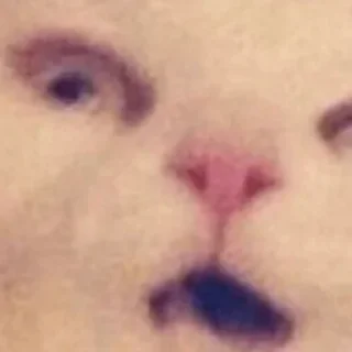 Стикер Cat Daily - 2