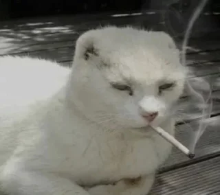 Стикер Cat Daily - 5