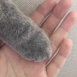 Стикер Cat Daily - 6