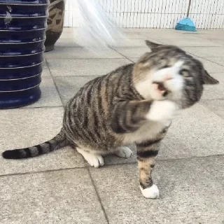 Стикер Cat Daily - 11