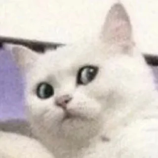 Стикер Cat Daily - 3