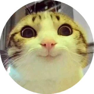 Стикер Cat Daily - 0