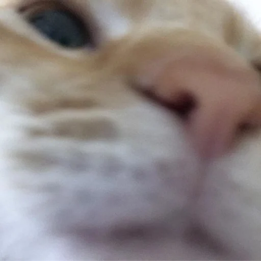 mammal animal felidae