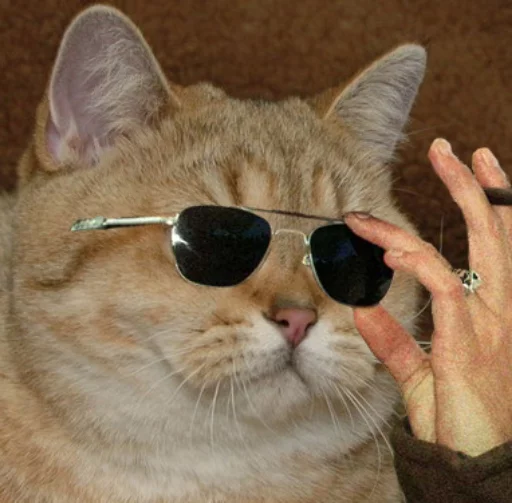 eyewear goggles whiskers