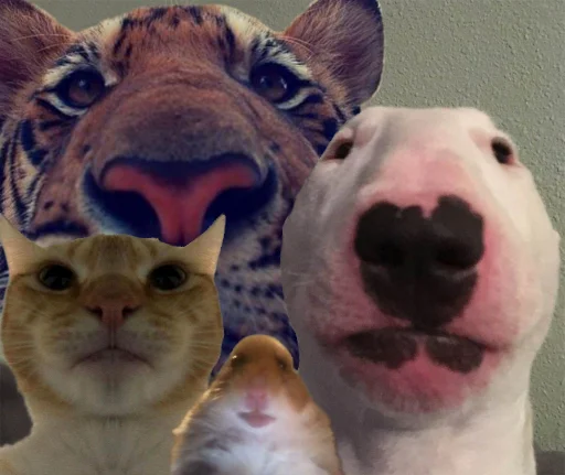 животное млекопитающее рыло