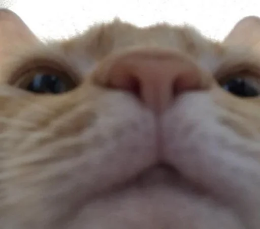 млекопитающее животное кошка