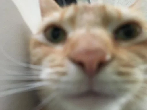 млекопитающее животное кошка