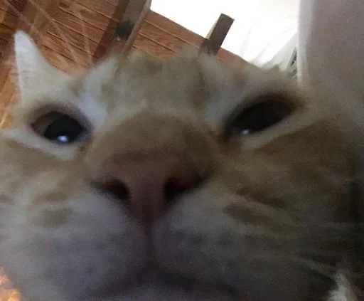 млекопитающее животное кошка