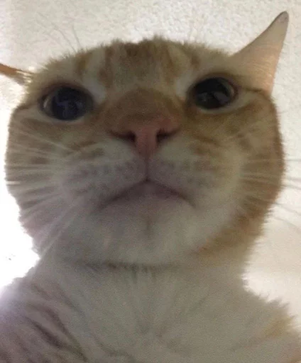 млекопитающее животное кошка