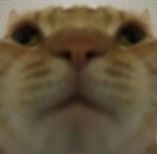 млекопитающее животное кошачьи