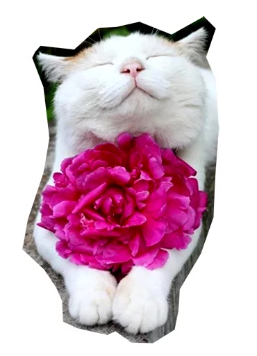 small to medium-sized cats felidae cat