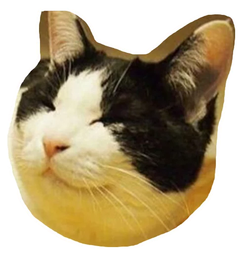 animal mammal small to medium-sized cats