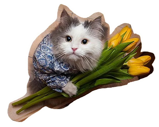 cat animal small to medium-sized cats