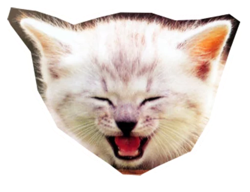 mammal animal small to medium-sized cats