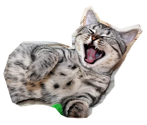 animal mammal felidae