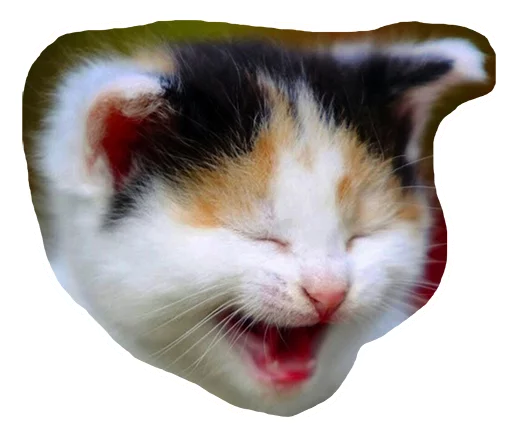 animal mammal small to medium-sized cats