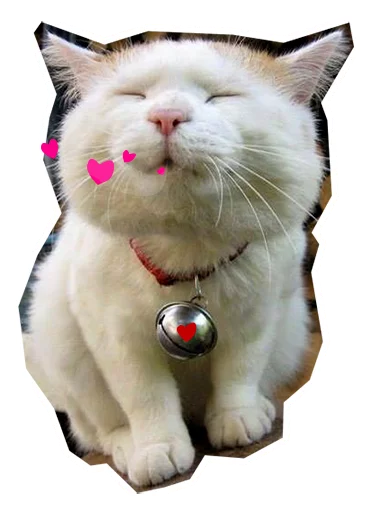 cat small to medium-sized cats domestic cat