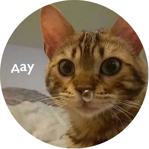 млекопитающее животное кошка