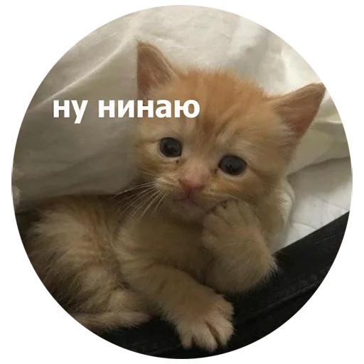 small to medium-sized cats domestic cat mammal