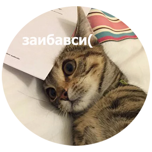 small to medium-sized cats felidae whiskers