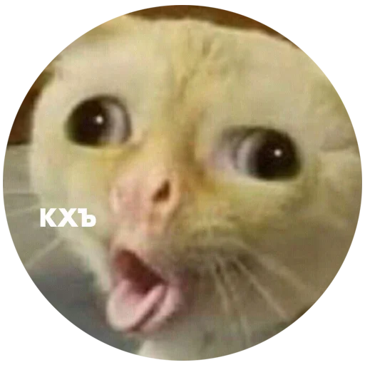 млекопитающее животное кошки малого и среднего размера