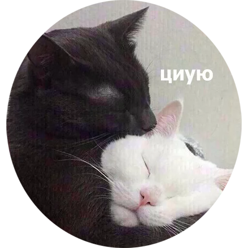 млекопитающее животное кошки малого и среднего размера