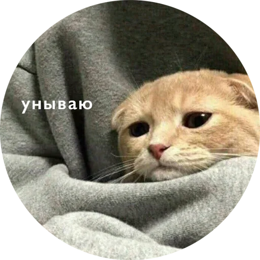 кошки малого и среднего размера кошка кошачьи