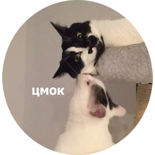 животное млекопитающее домашнее животное