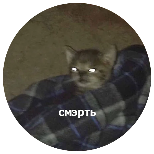 млекопитающее животное котёнок