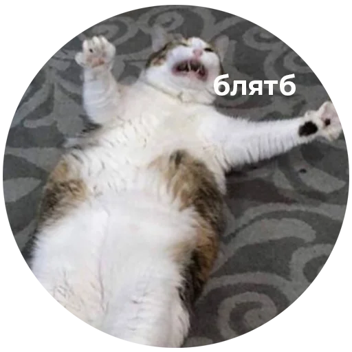 животное млекопитающее кошки малого и среднего размера