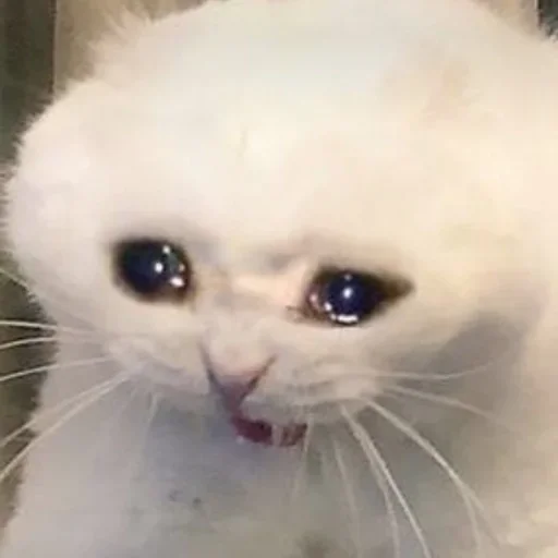 Стикер Cat’ cats - 4