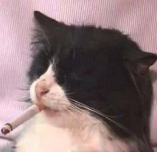 Стикер Cat’ cats - 1