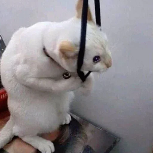 Стикер Cat’ cats - 0