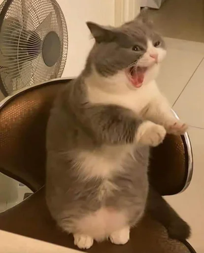 indoor small to medium-sized cats felidae