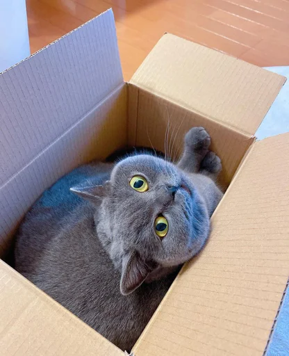 cat animal box