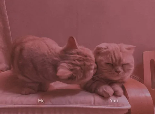 small to medium-sized cats mammal felidae