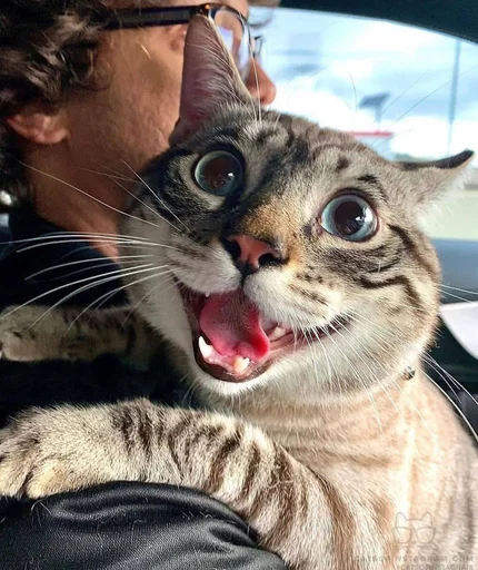 cat whiskers felidae